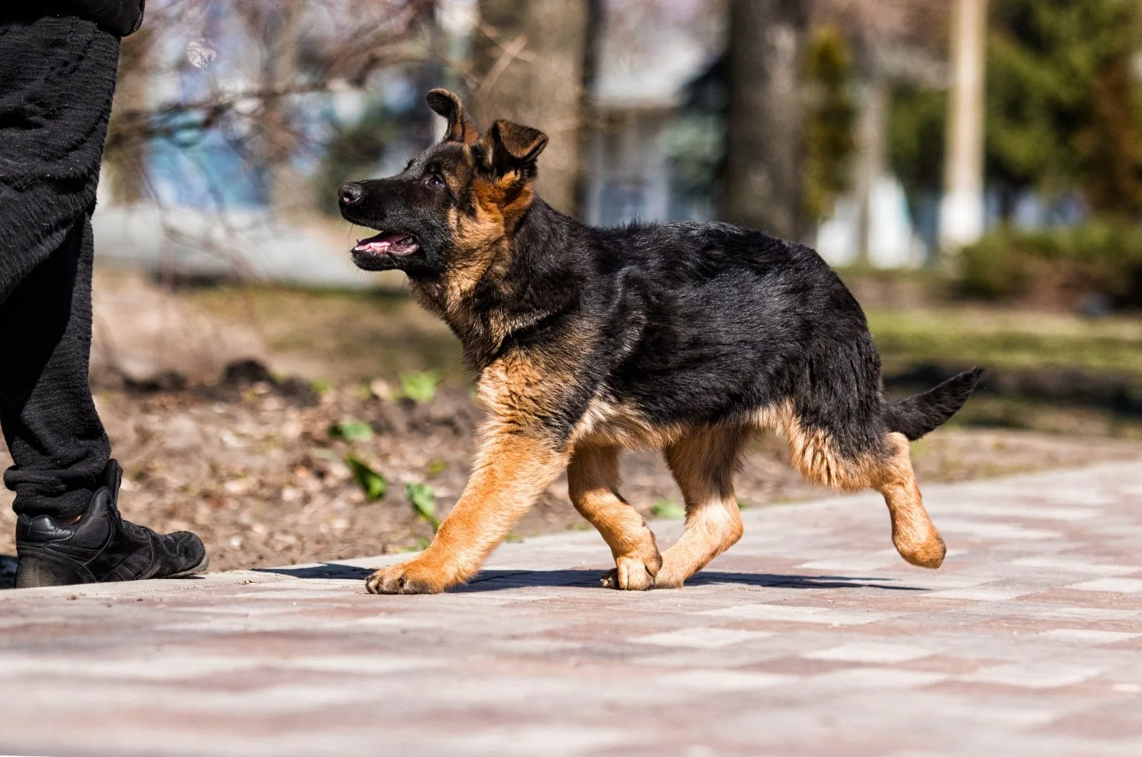 9 Reasons Why My German Shepherd Follows Me Everywhere