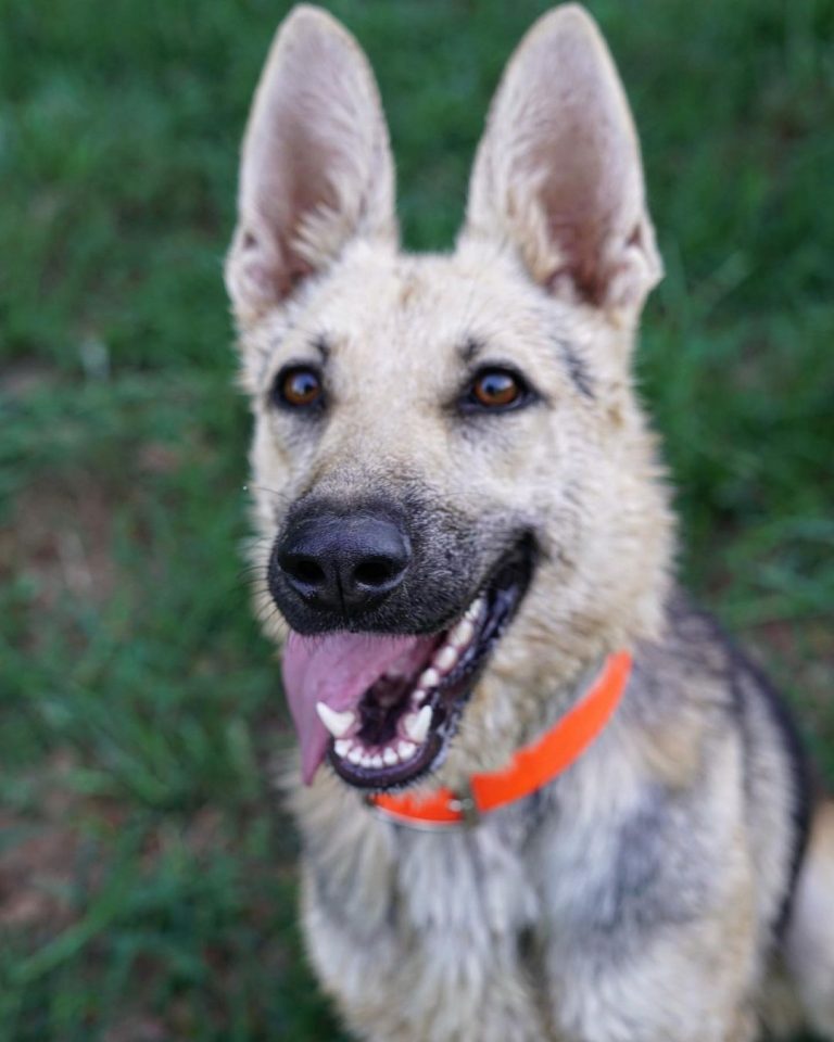 What’s So Special About The Black And Cream German Shepherd