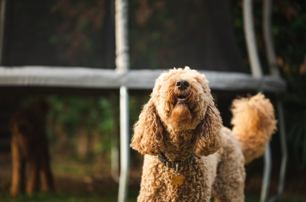 why-is-my-goldendoodle-becoming-aggressive