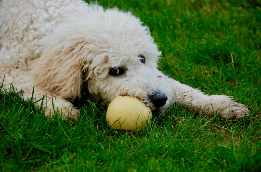 why-is-my-goldendoodle-becoming-aggressive