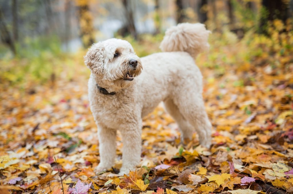 why-is-my-goldendoodle-becoming-aggressive