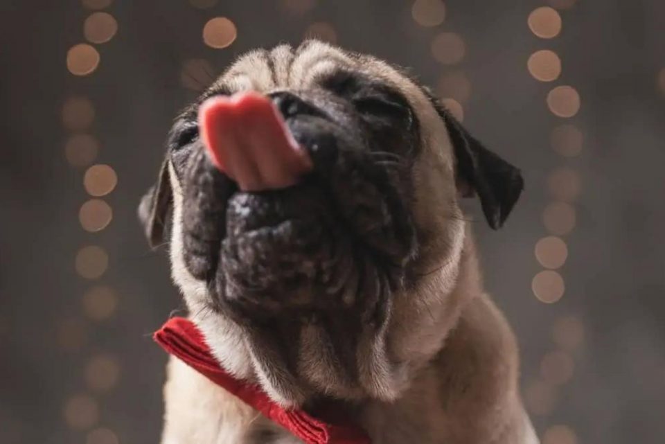 Why Do Pugs Lick The Air? This Article Has 6 Explanations