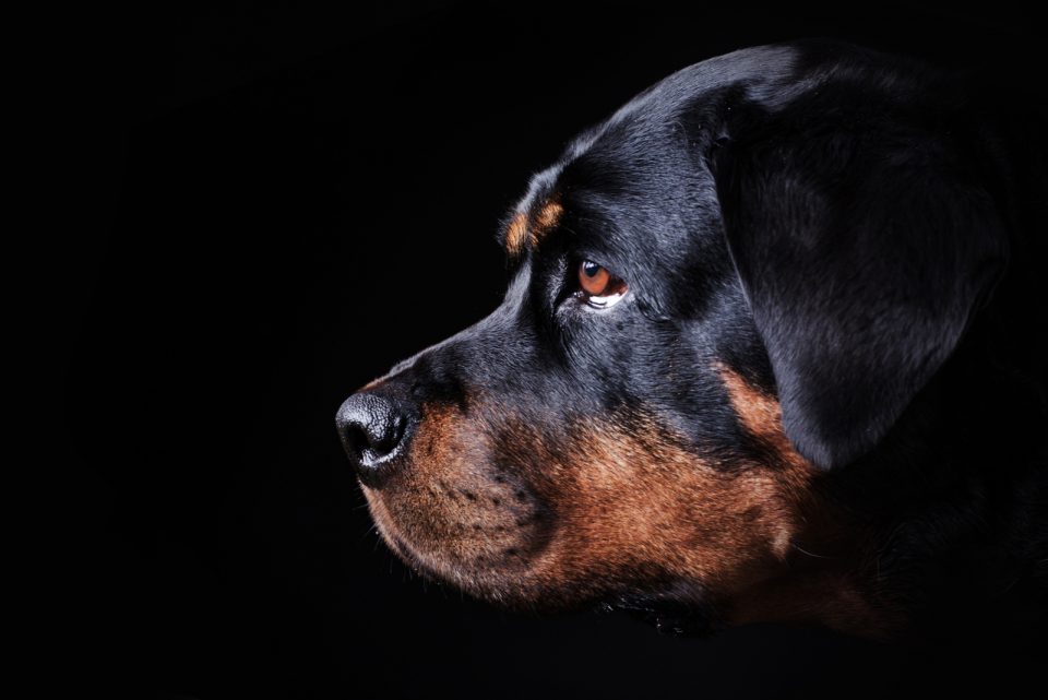 Hip Dysplasia In Rottweilers Is More Serious Than You Think