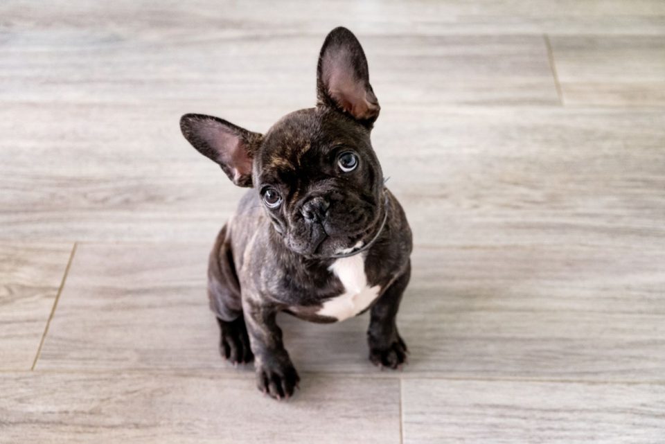 French Bulldog Nose Surgery: When To Do It