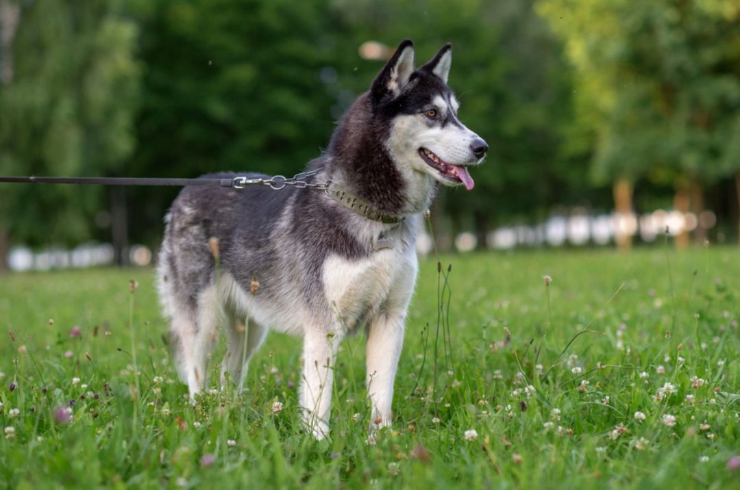 11 Eye-Opening Reasons Why Huskies Are The Worst Dogs Ever