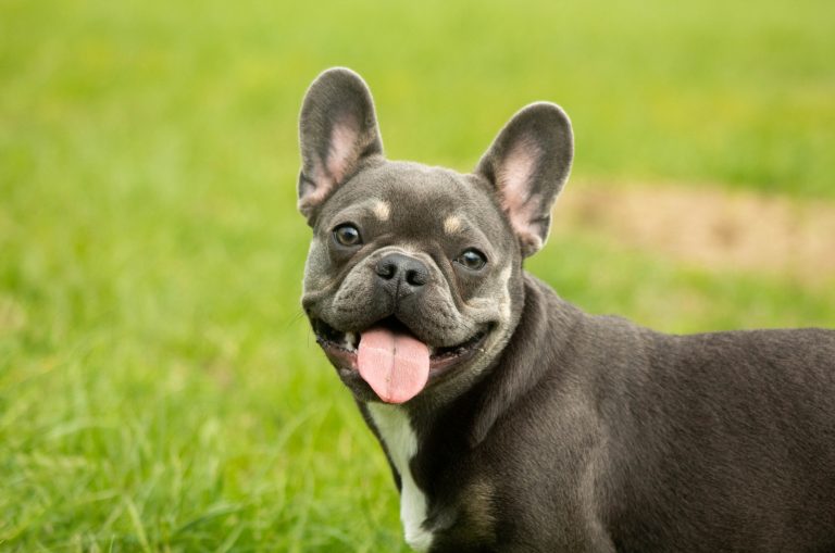 What’s Up With French Bulldog Ear Taping?