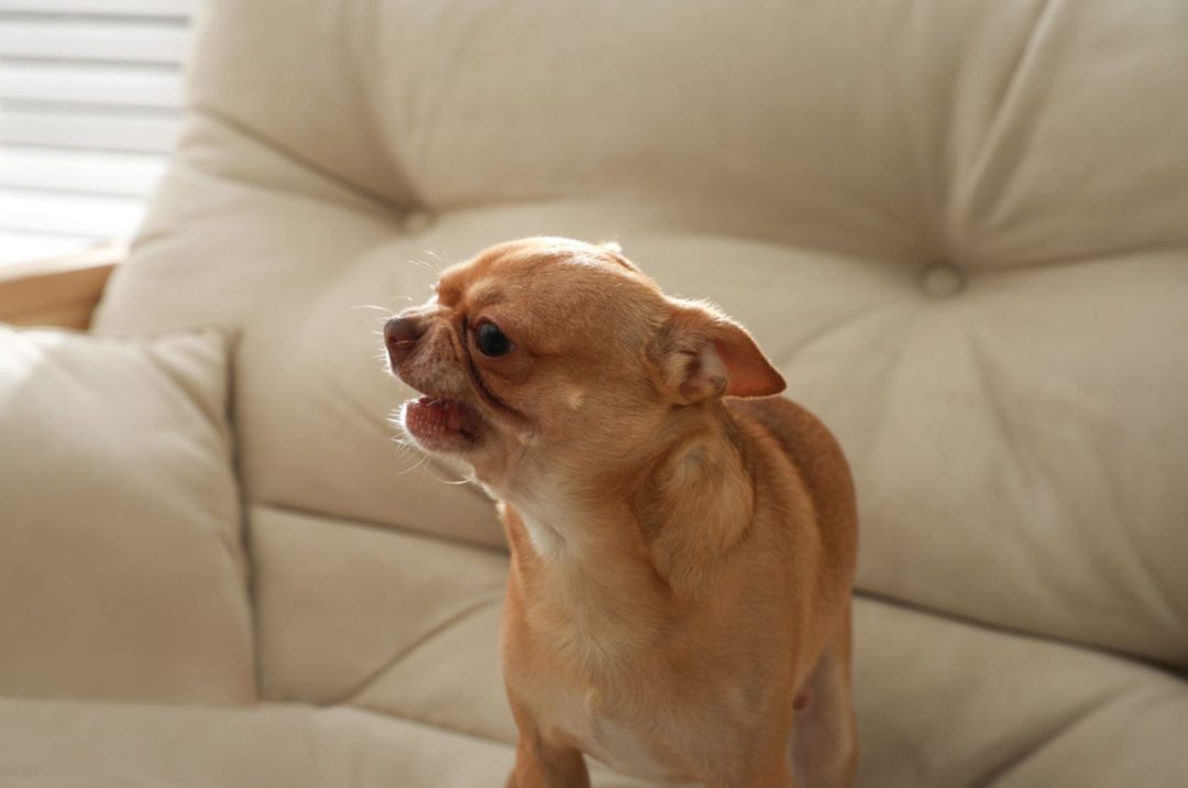 5 Explanations For Why Do Chihuahuas Bark So Much