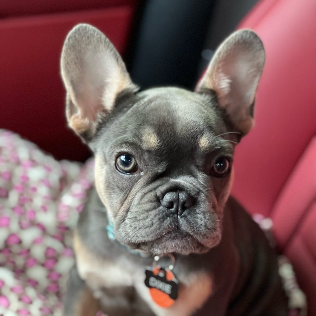 Why Is The Blue And Tan French Bulldog So Controversial?
