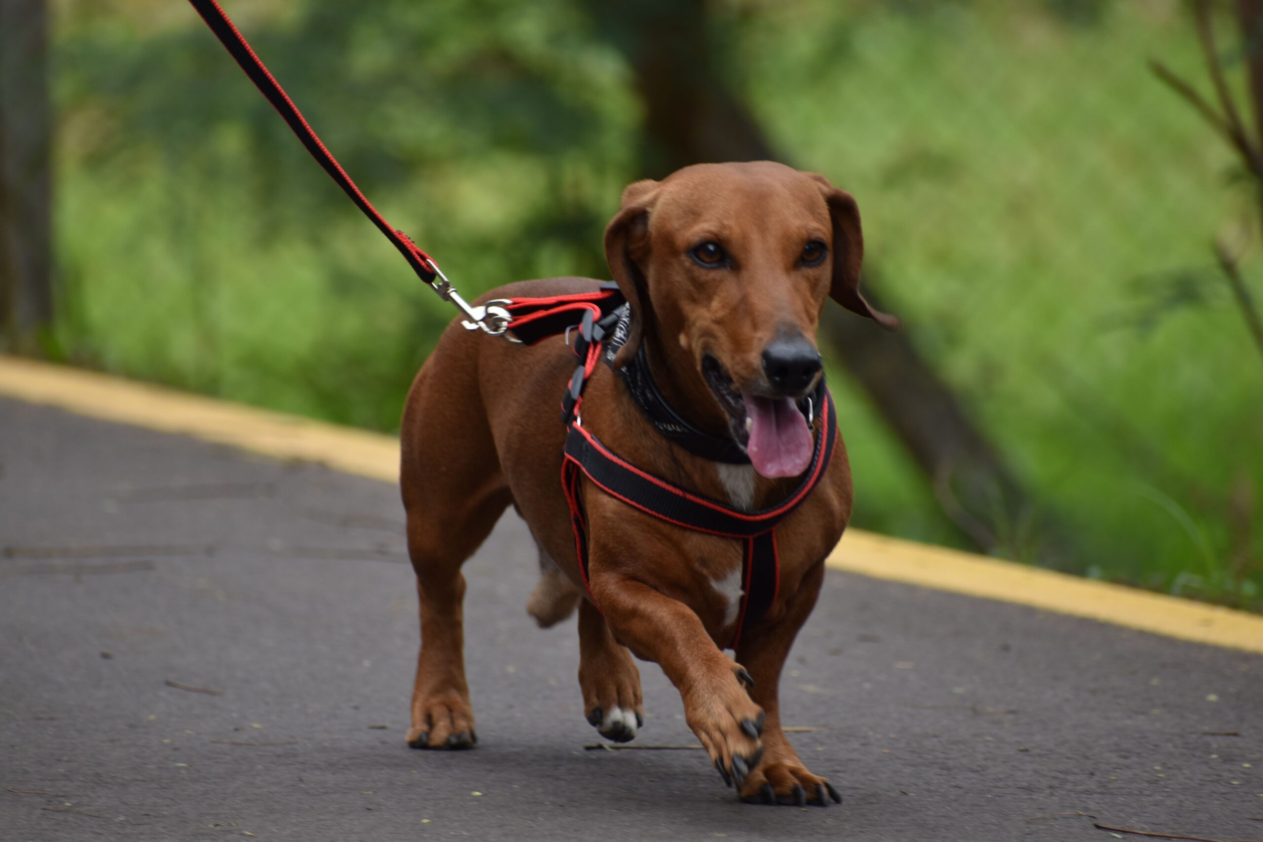 dachshund on a leash