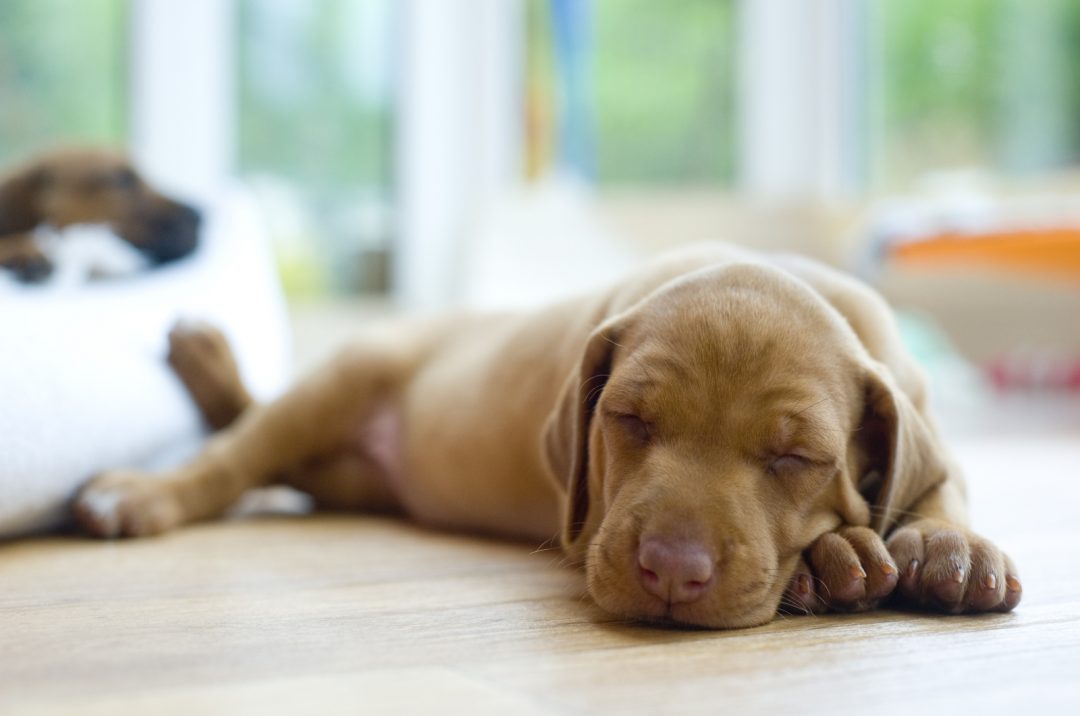 why-does-my-dog-pee-in-her-sleep-13-health-issues-behind-it