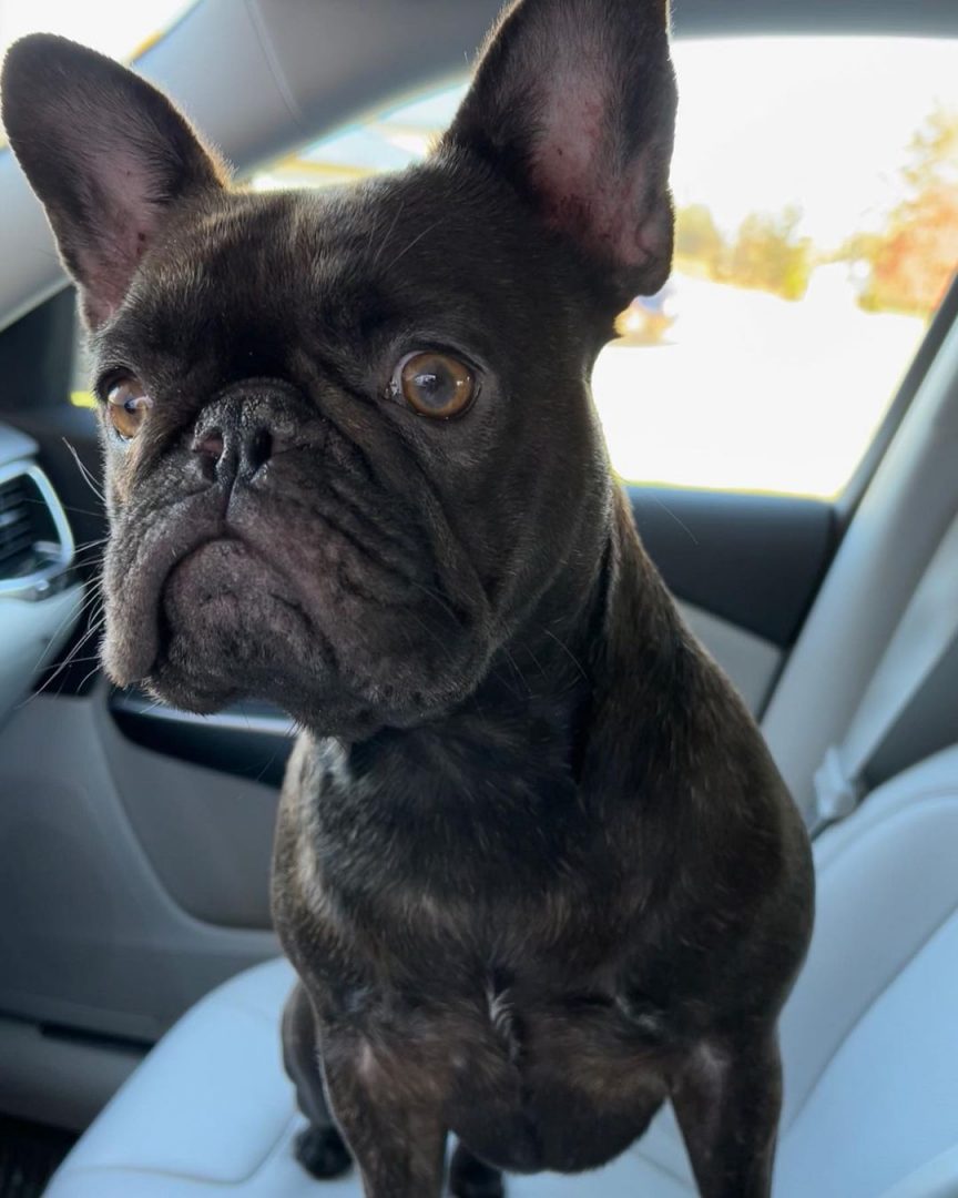 Chocolate Brindle French Bulldog: Color Me In Cocoa