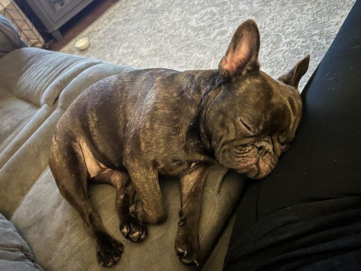 Chocolate Brindle French Bulldog: Color Me In Cocoa