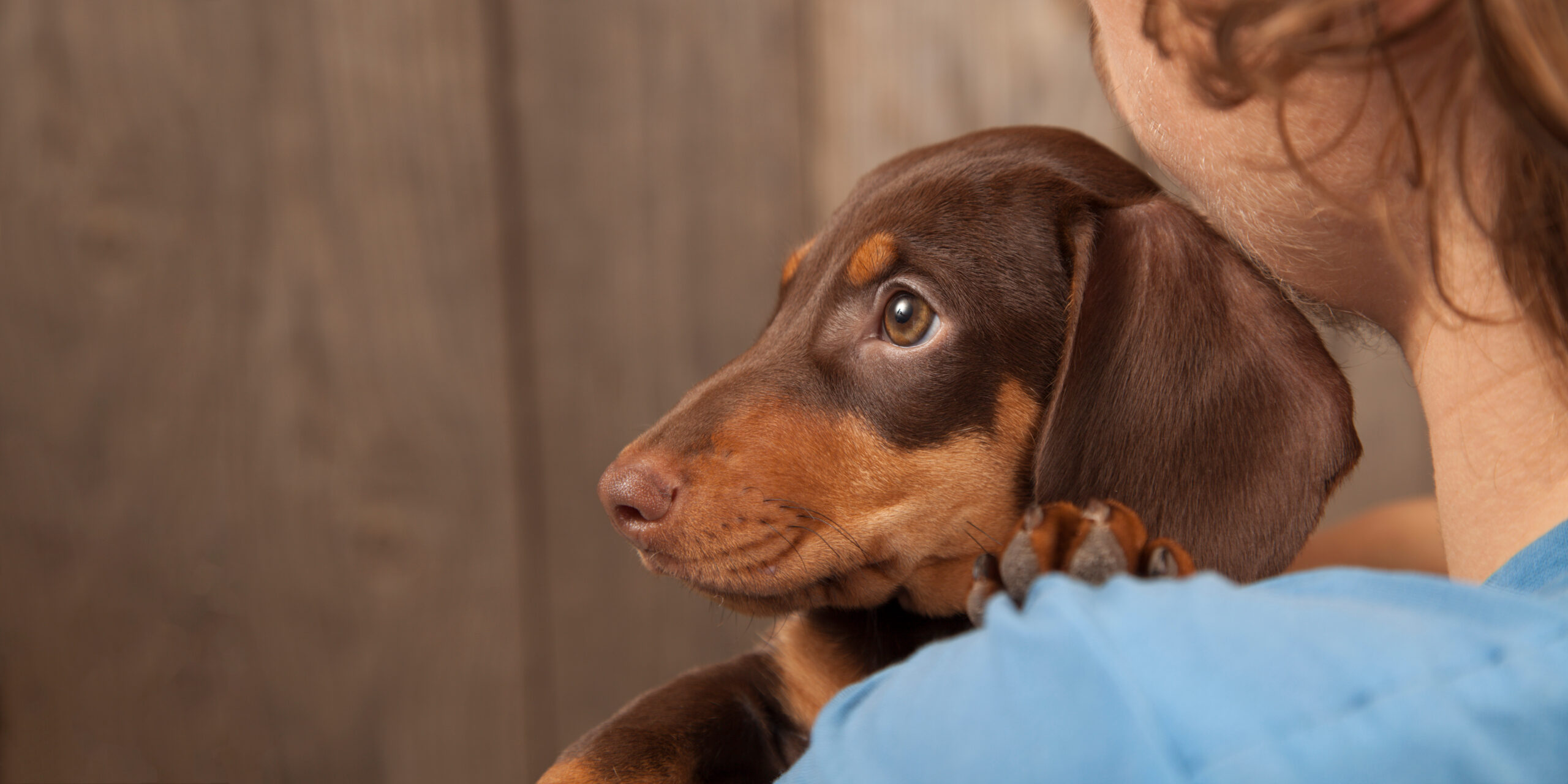 dachshund in owners hands