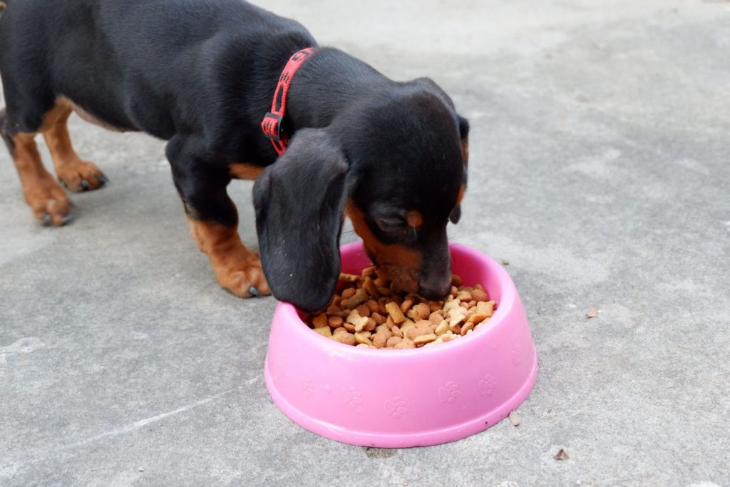 Dachshund Feeding Chart A Look Into A Wiener Dog’s Diet