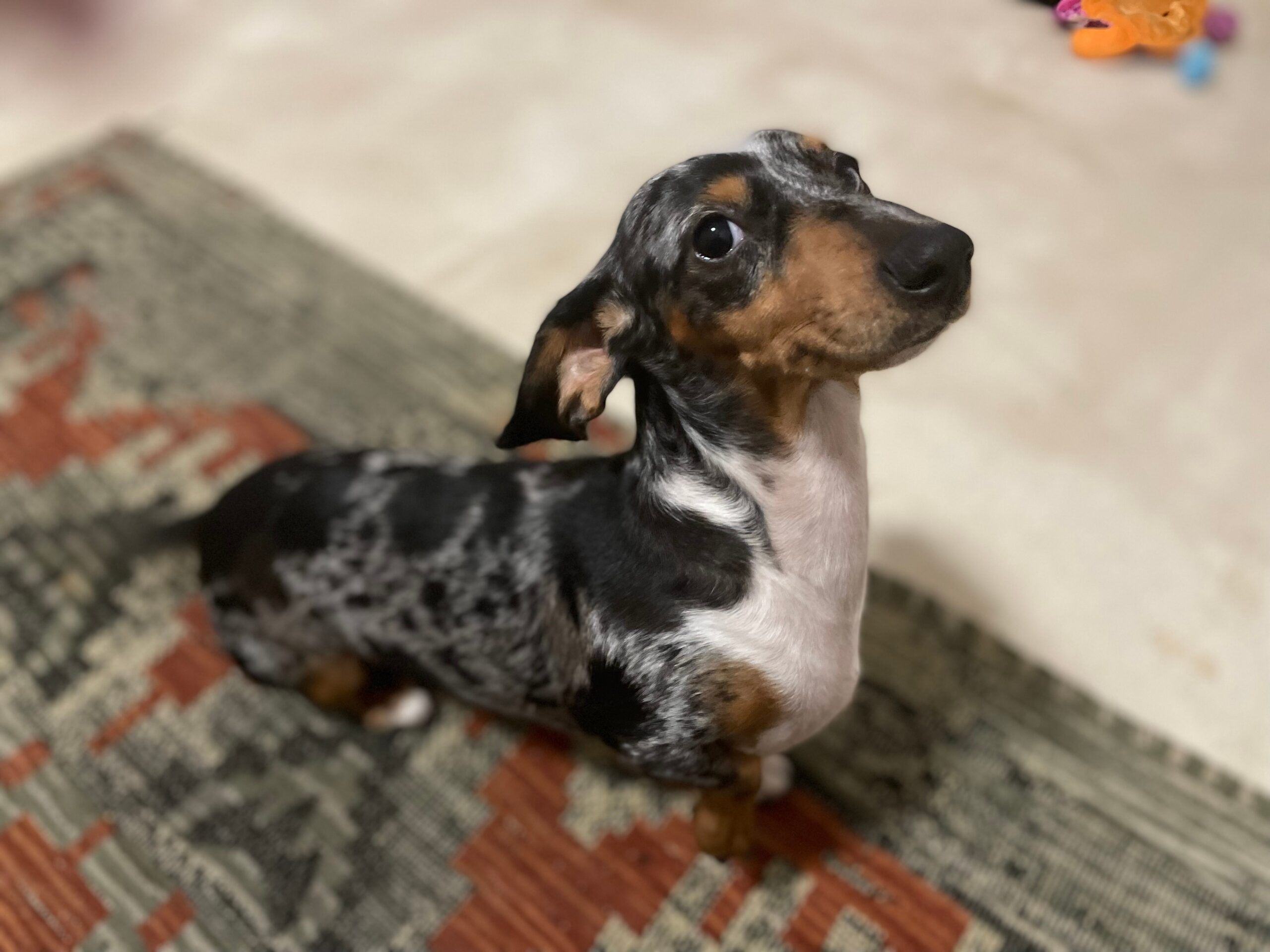 dachshund in a room