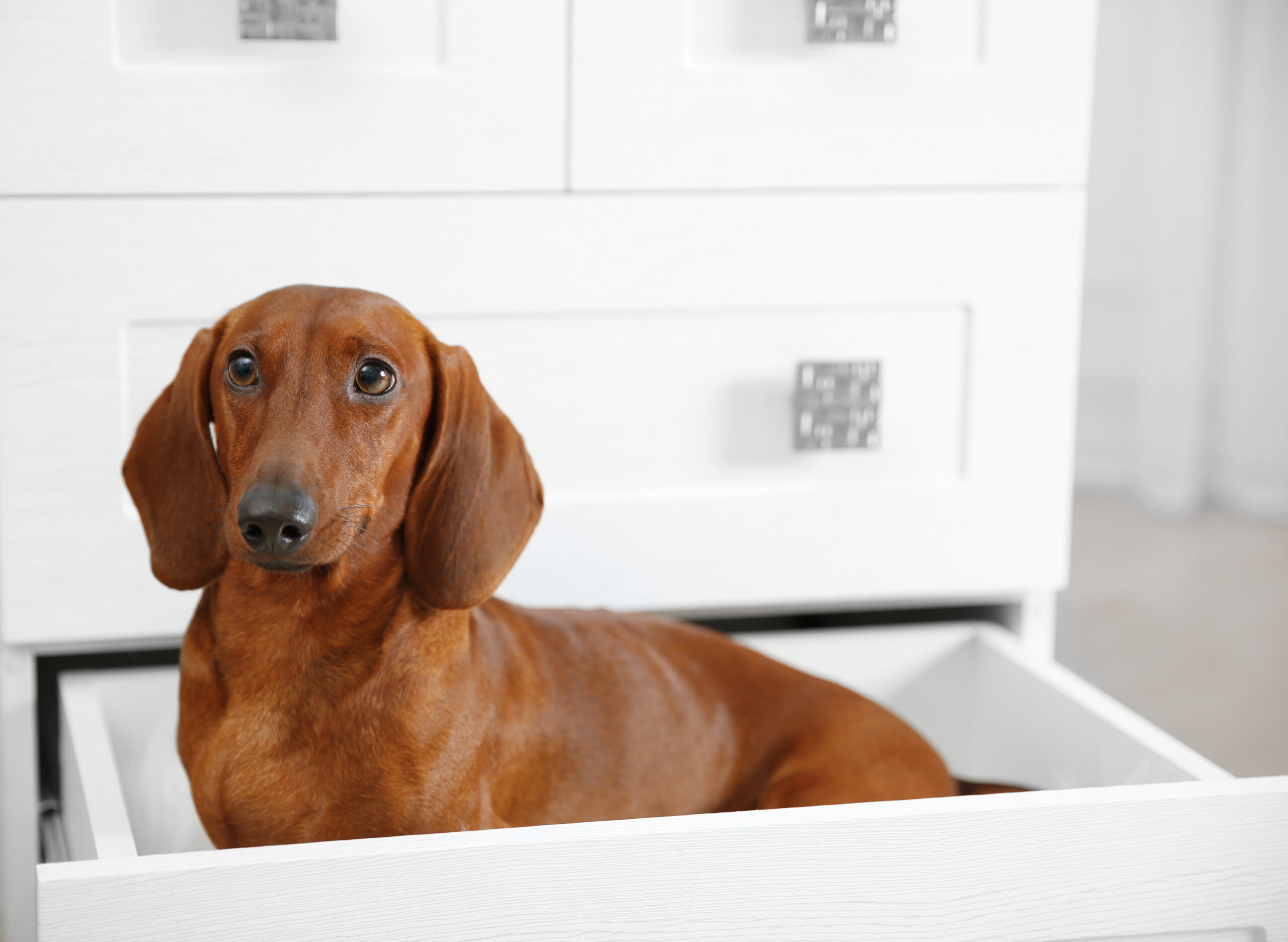 dachshund in a drawer