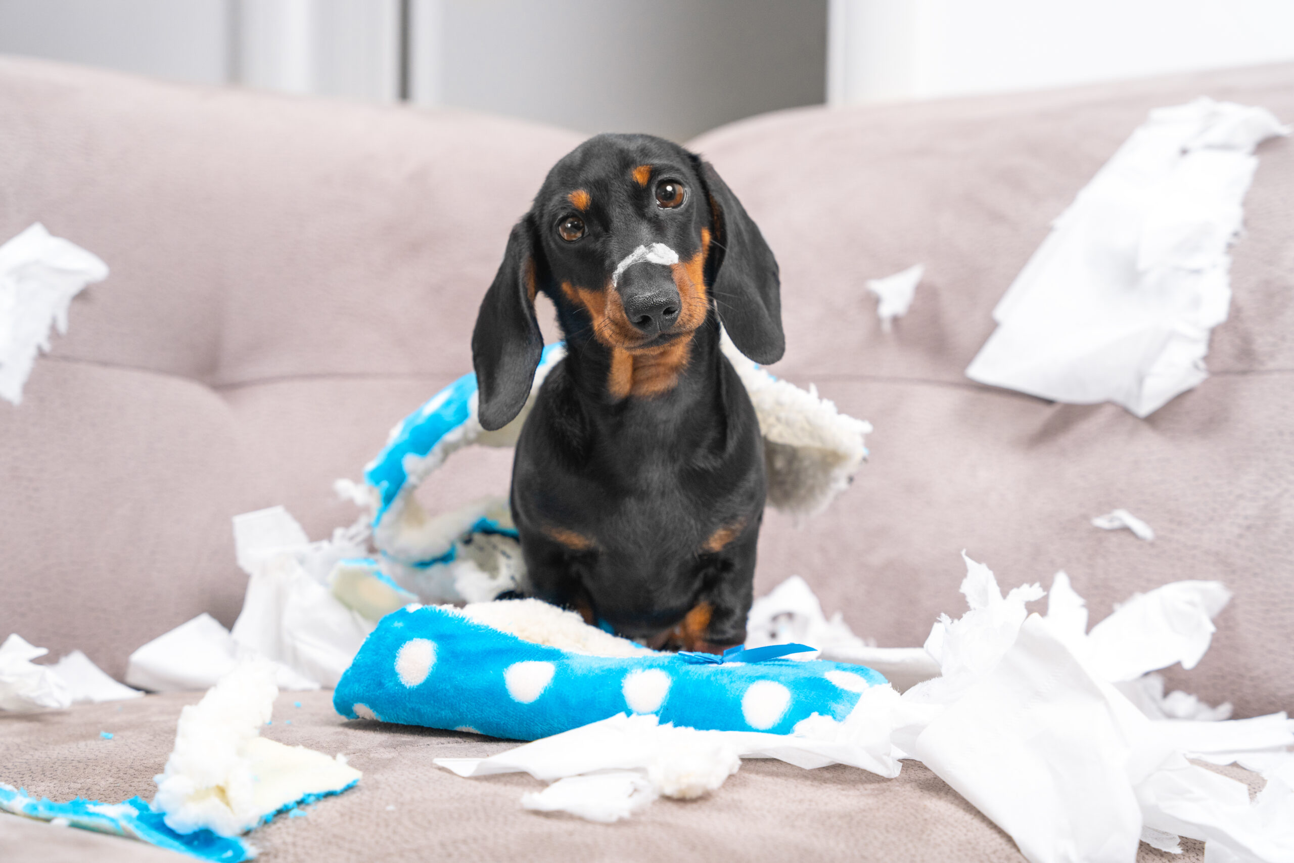 dachshund making a mess