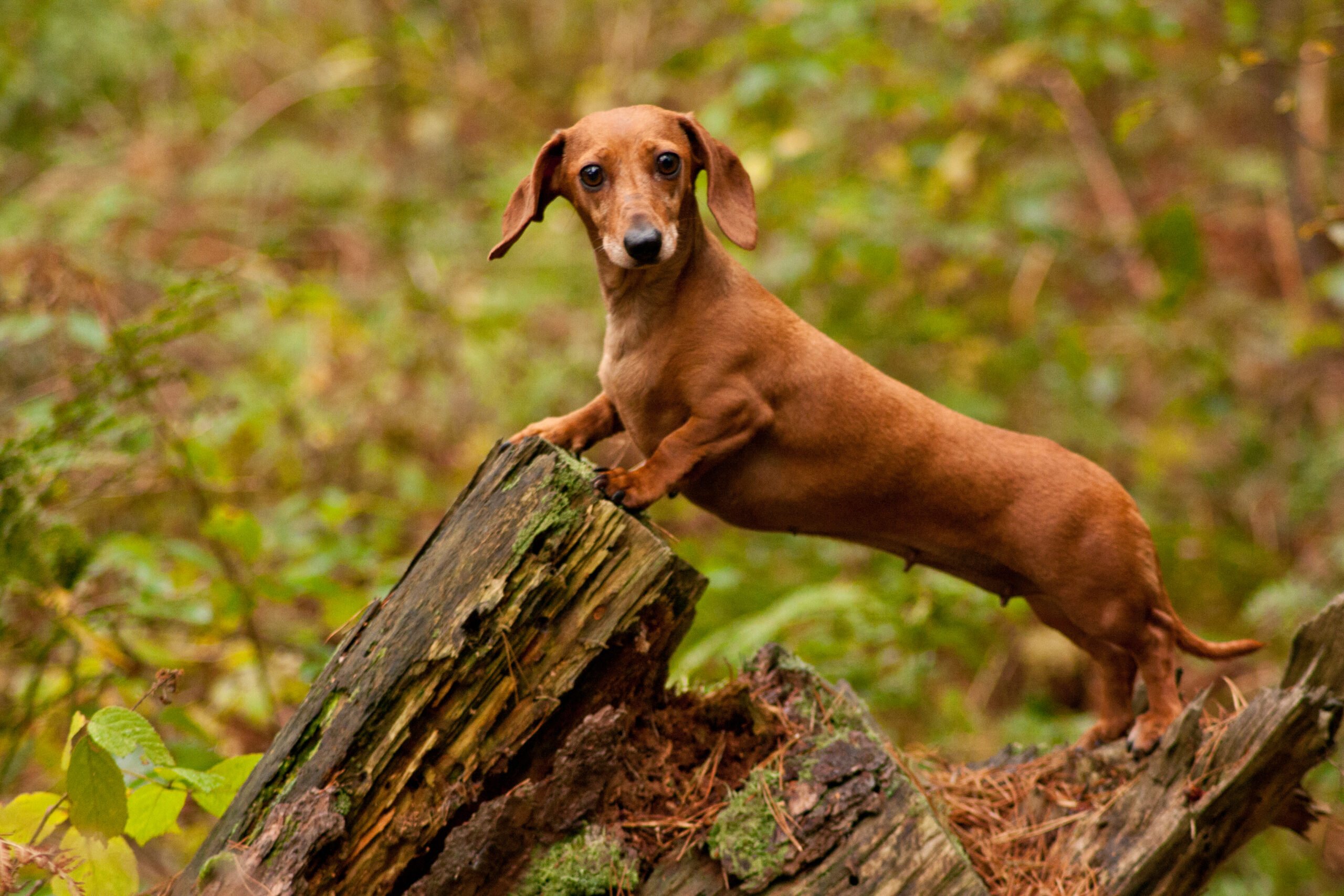 dachshund standing in nature