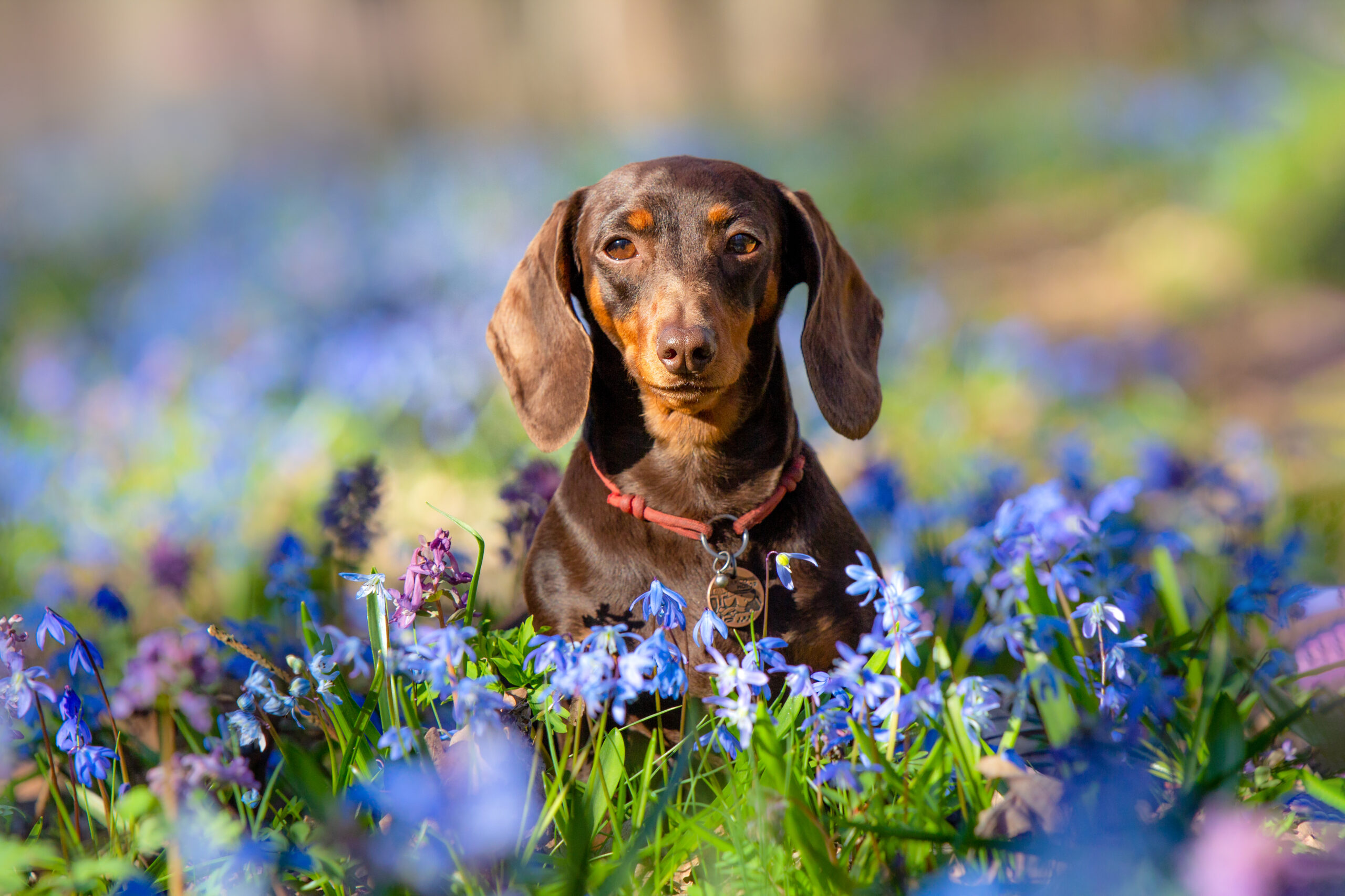 dachshund surrounded by flowers