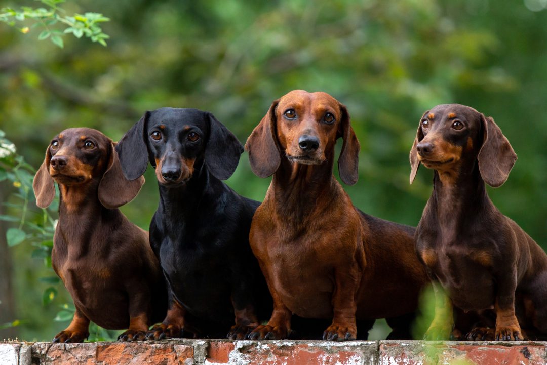 Dachshund Feeding Chart A Look Into A Wiener Dog’s Diet