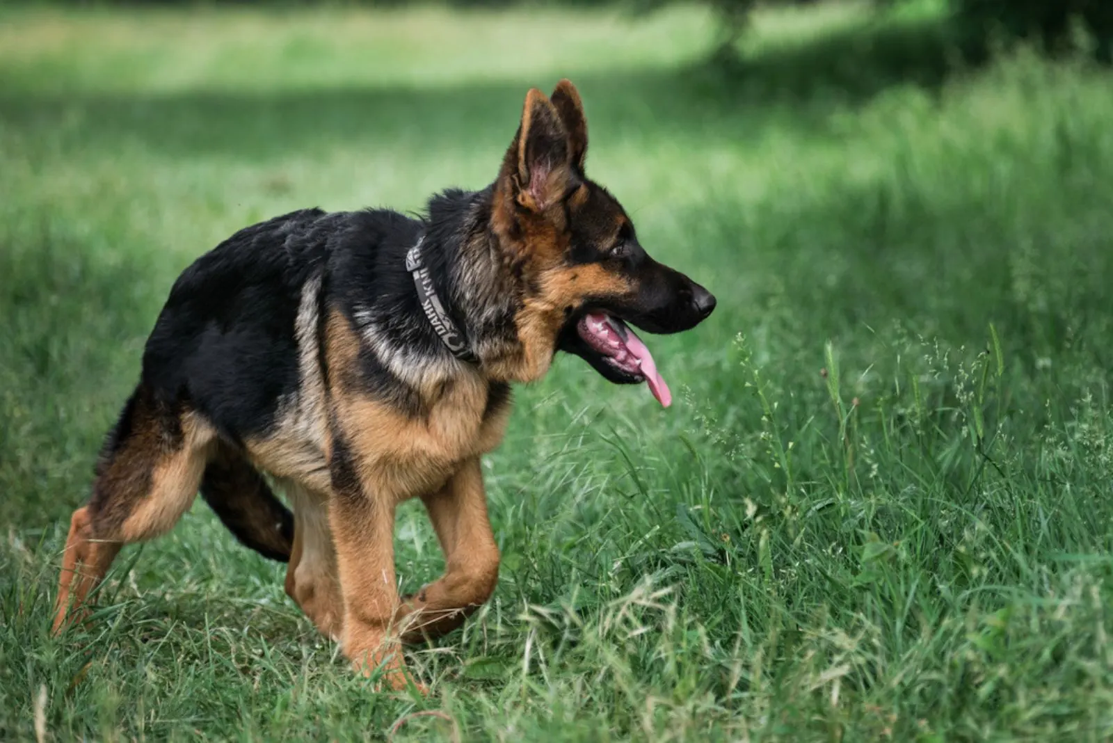 6 Most Obvious German Shepherd Anxiety Symptoms