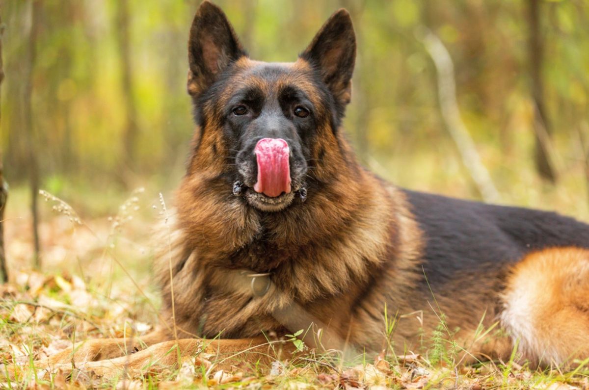 German Shepherd Body Language: What Is Your Dog Telling You