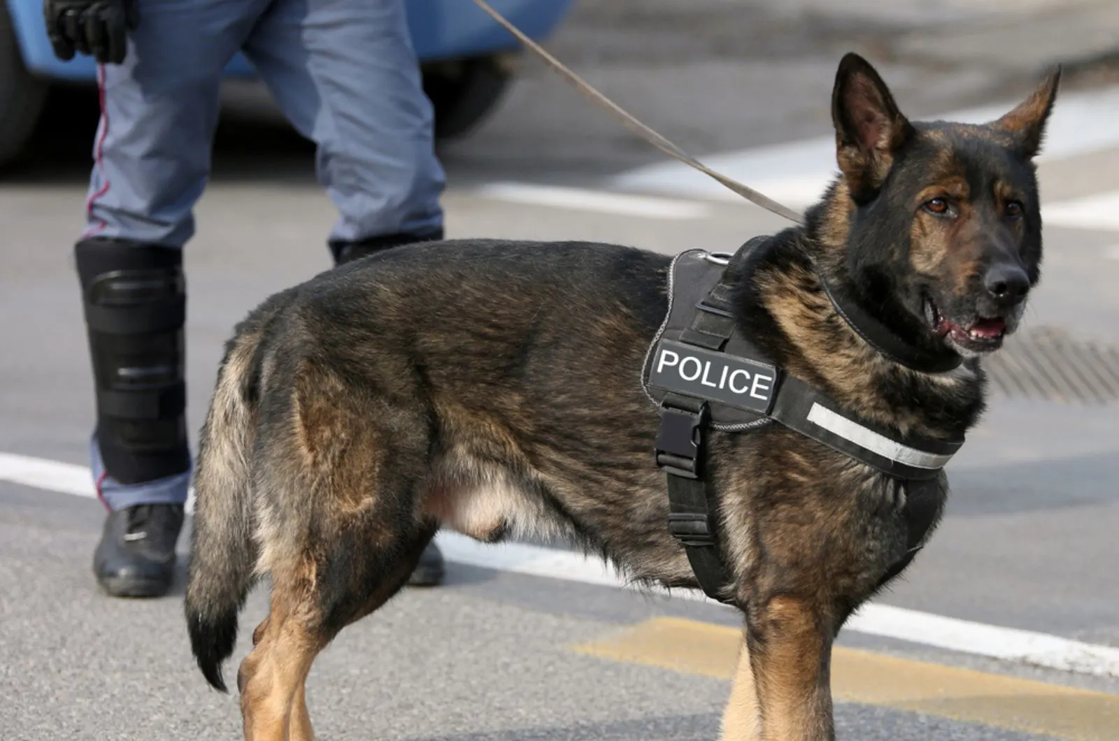 Why Are German Shepherds Good Police Dogs And K-9 Heroes?