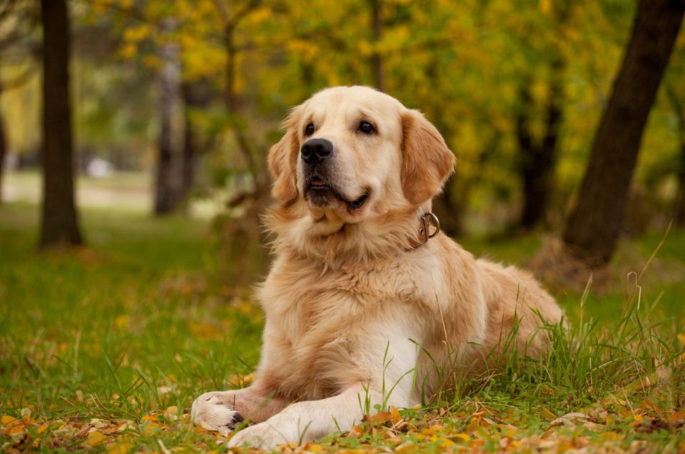 12 Signs Of Golden Retriever Hip Dysplasia & How To Treat It