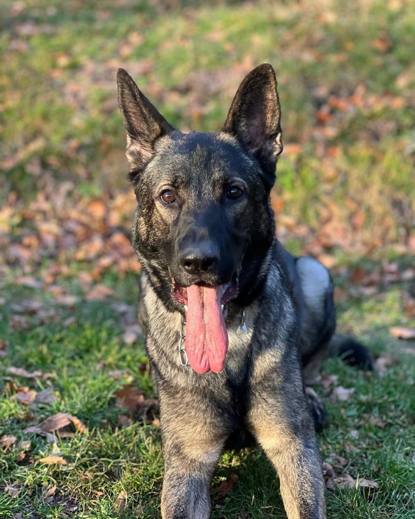 Grey German Shepherd Still Has A Colorful Heart