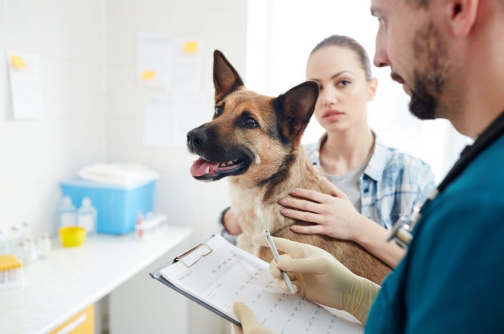 9 German Shepherd Ear Infection Symptoms Explained