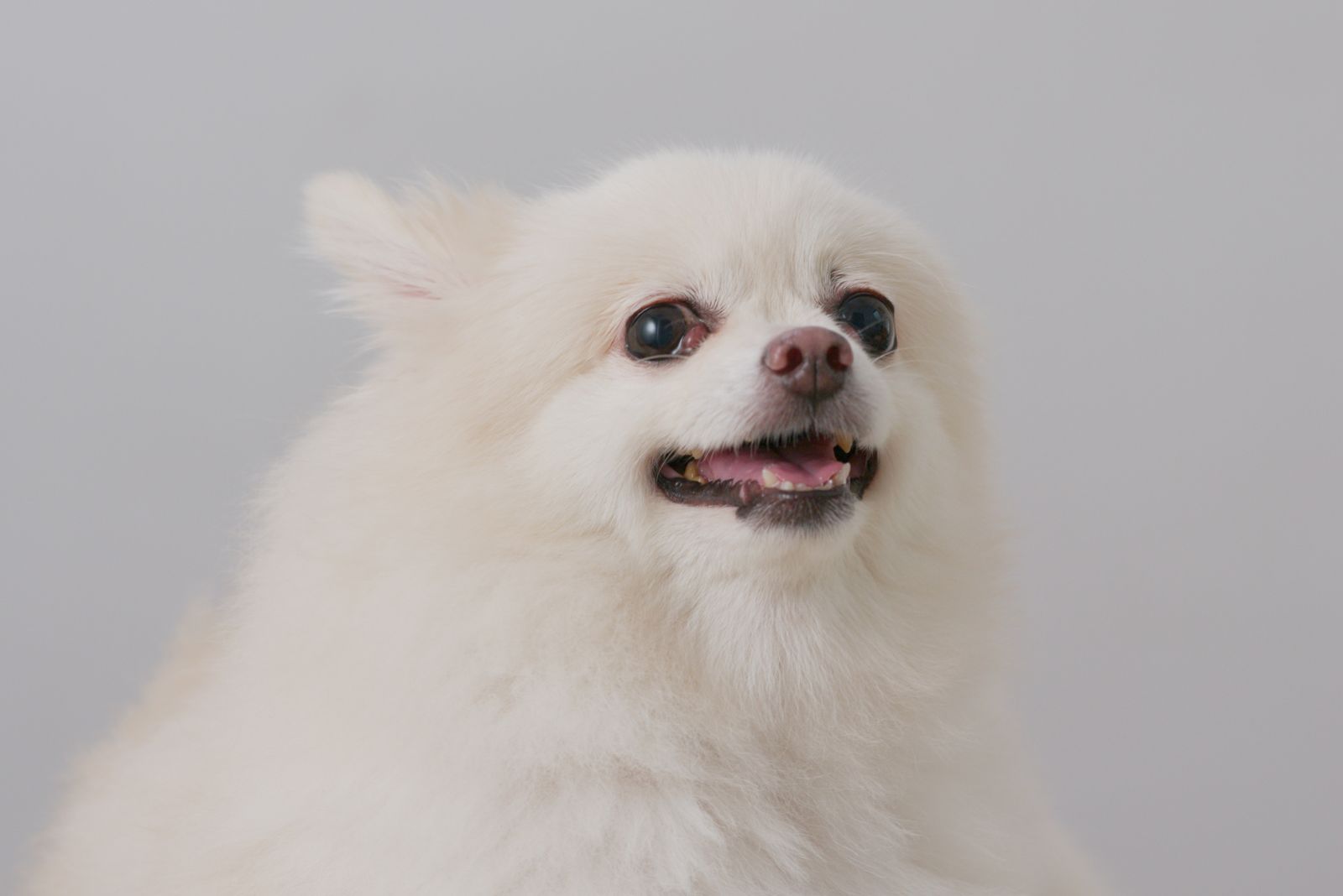 pomeranian dog barking