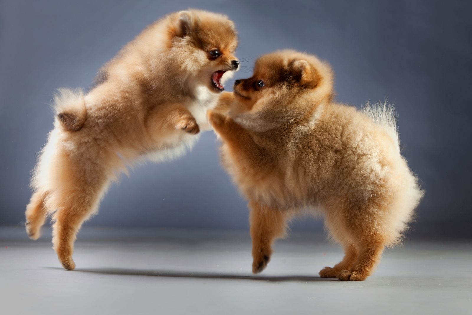 two pomeranians fighting