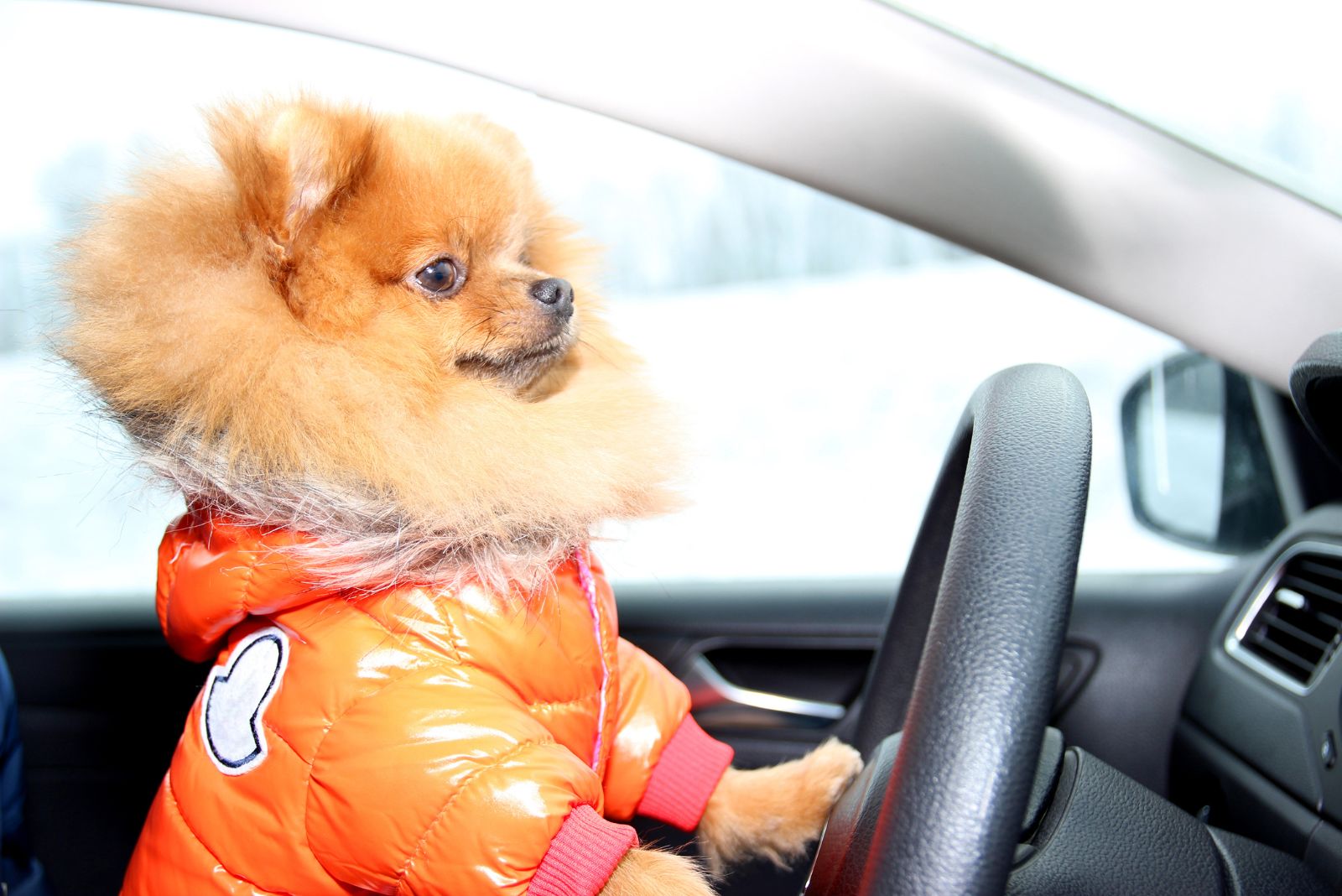 pomeranian dog in car