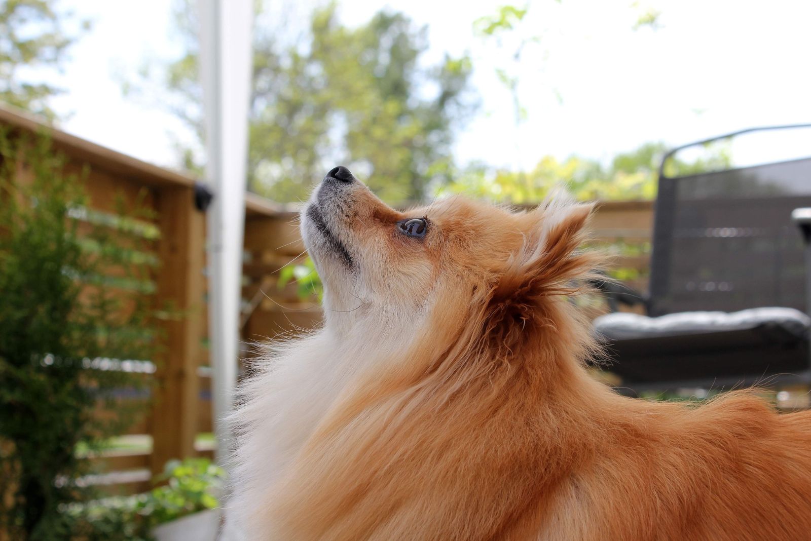 pomeranian dog looking up