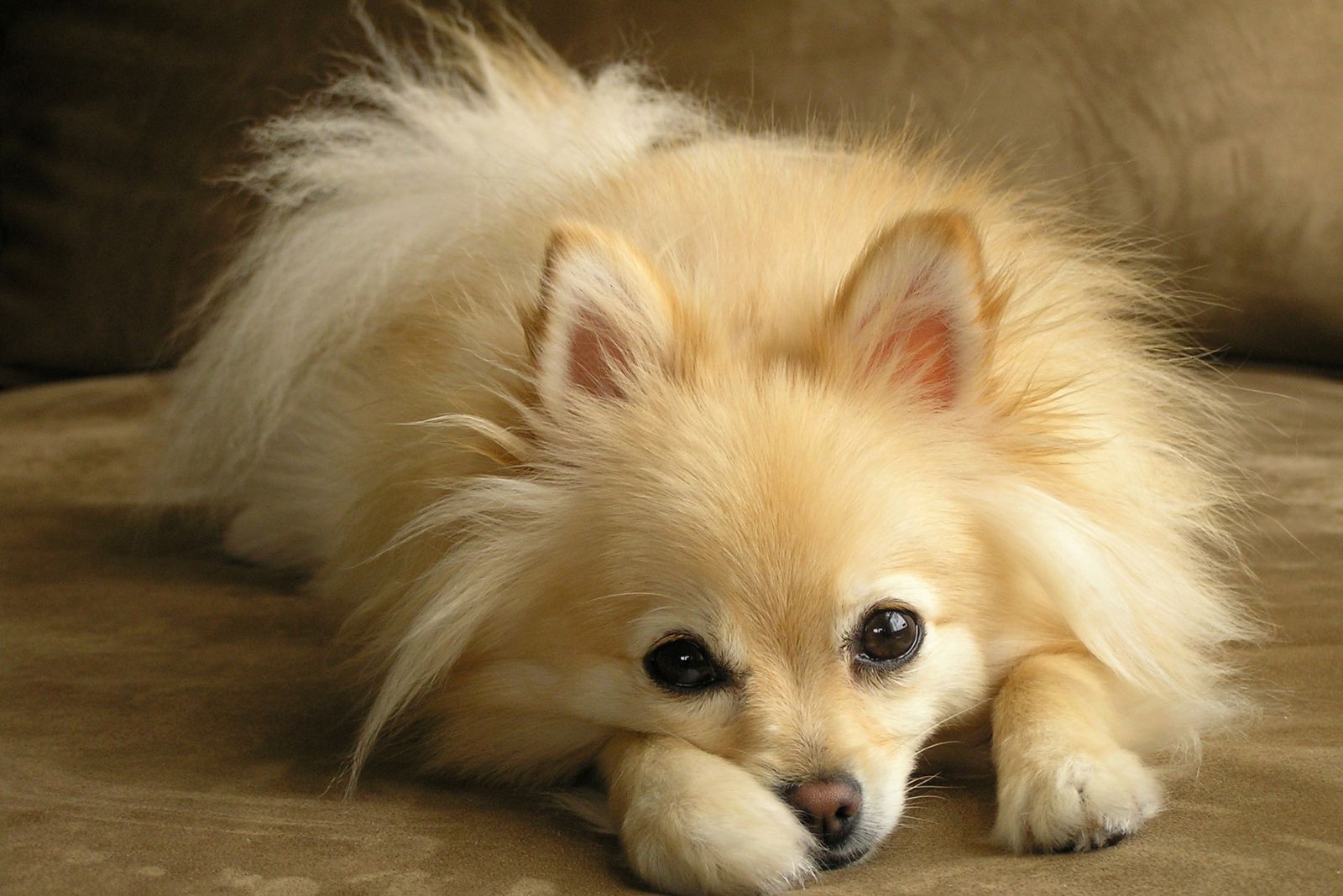 pomeranian dog lying down