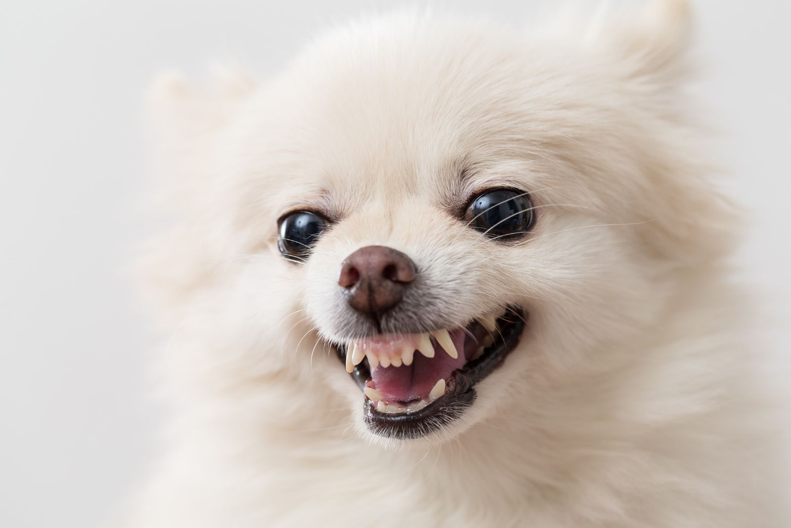 Pomeranian dog teeth