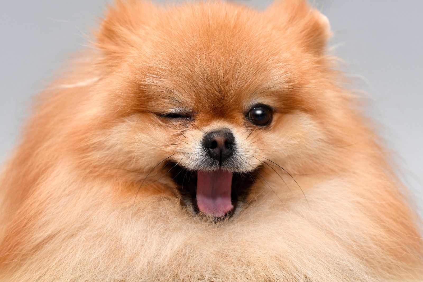 pomeranian dog winking