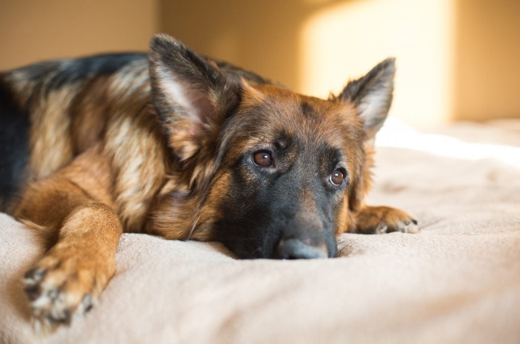 German Shepherd Ear Infections Are Not A Piece Of Cake