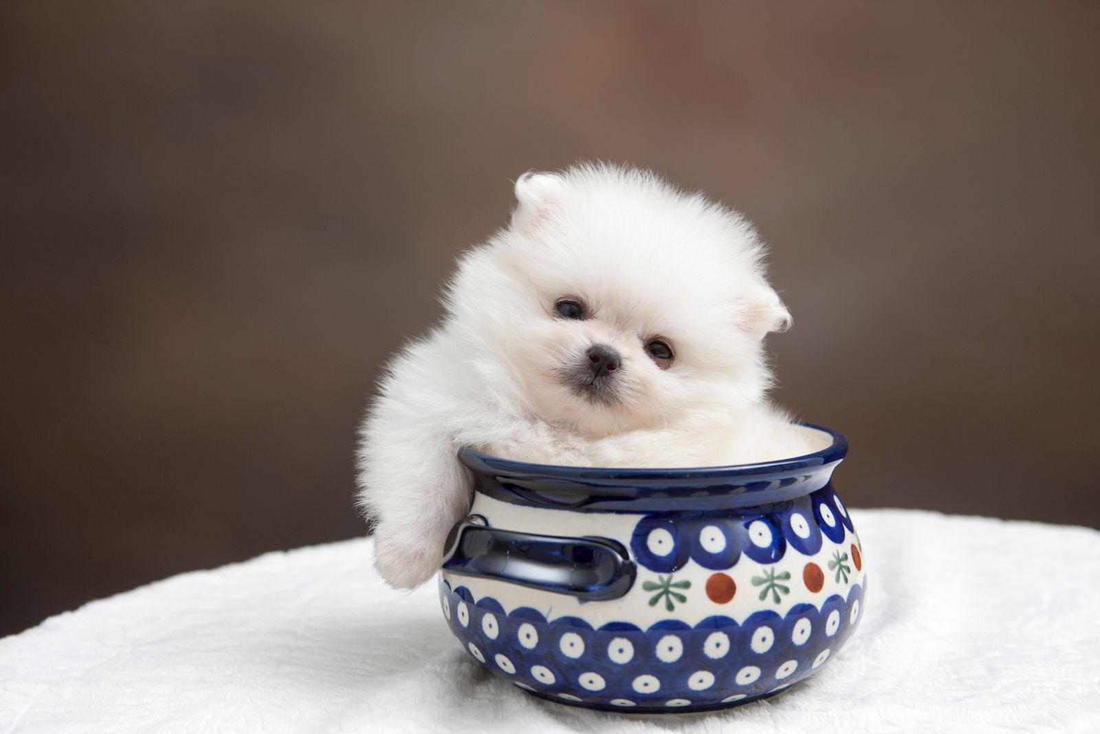 small pomeranian dog in a cup