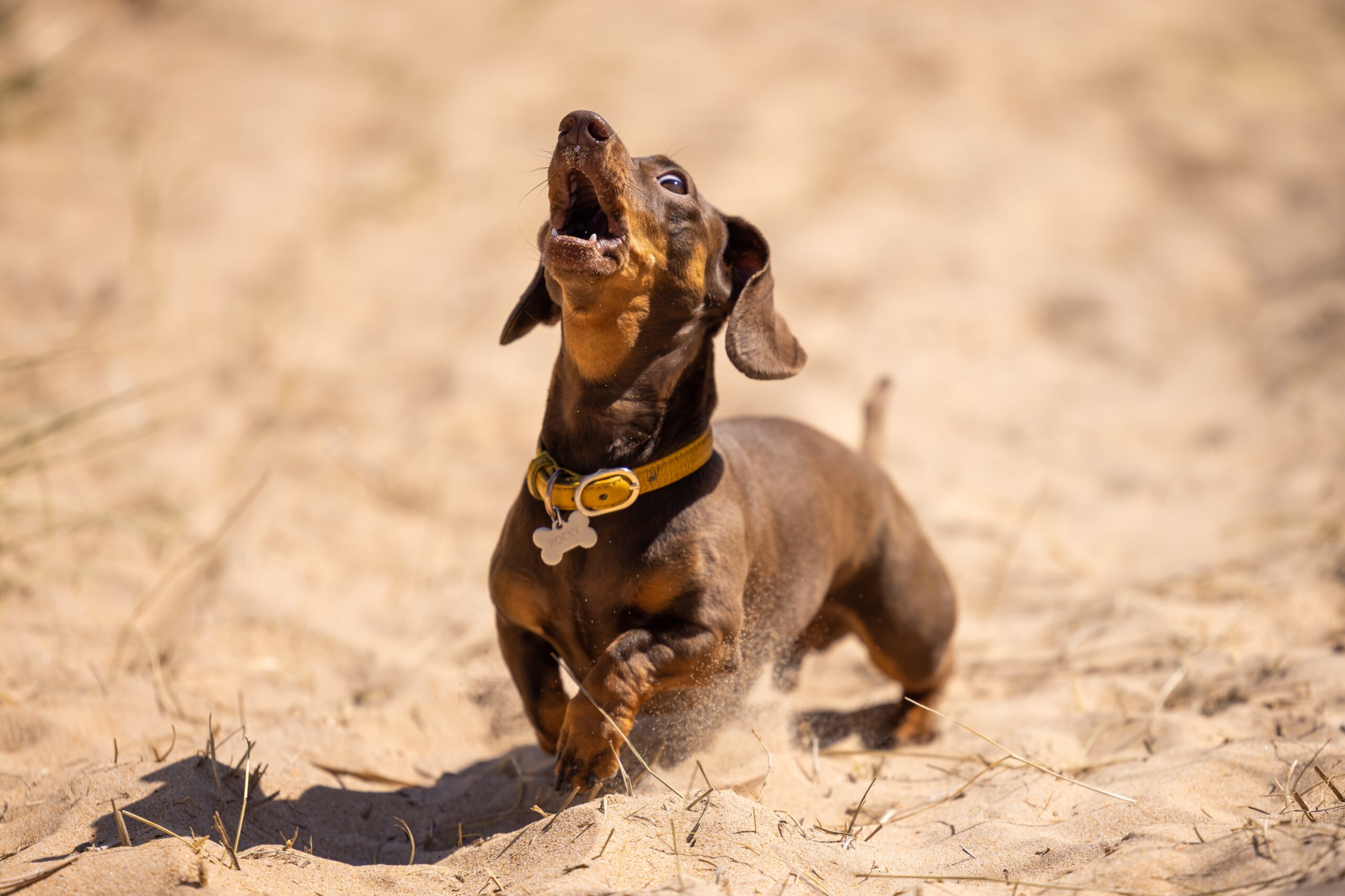 tiny dachshund howling