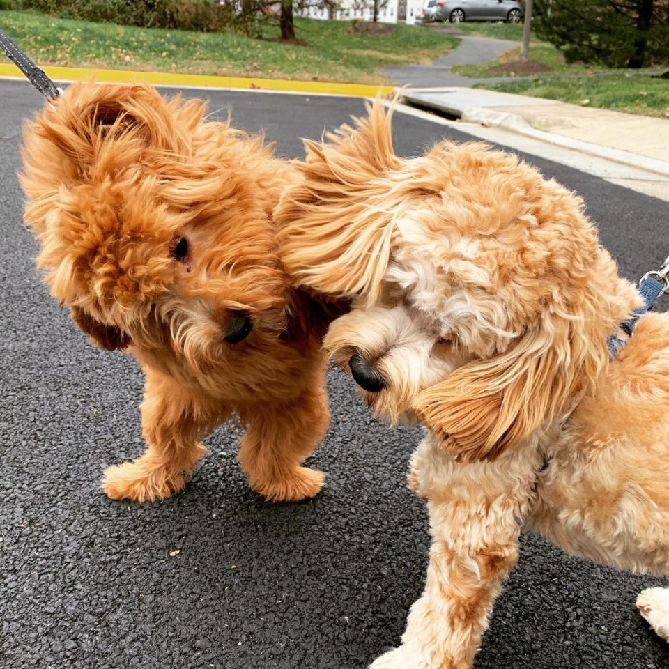 How To Clean Goldendoodle Ears At Home Like A Pro