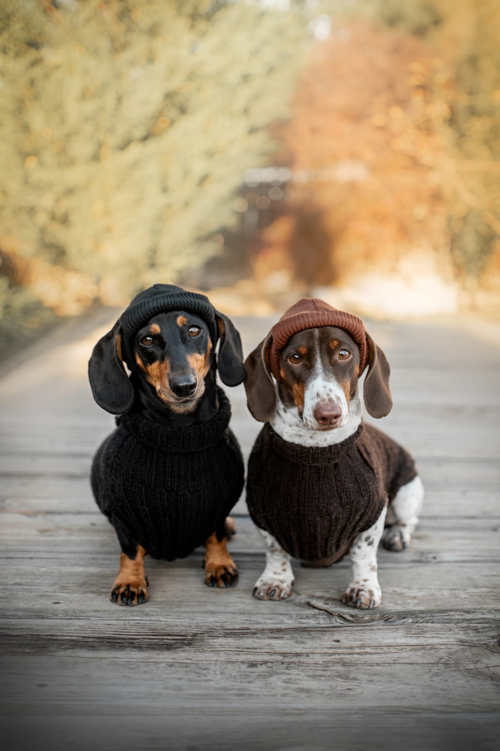 two dachshunds in clothes