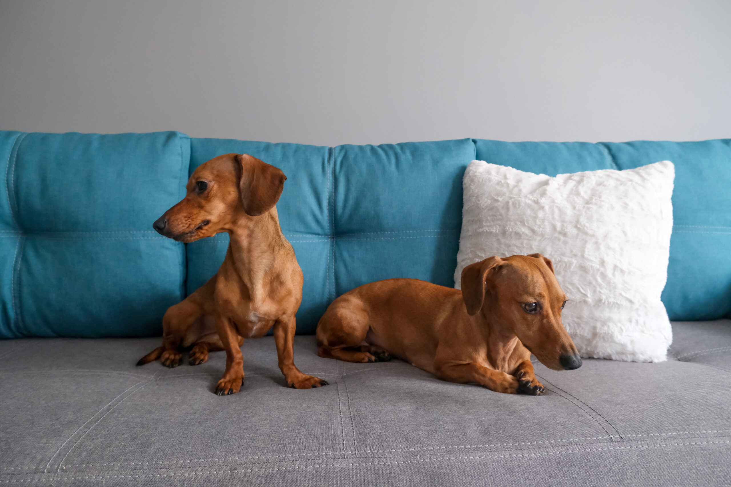 two dachshunds on a bed