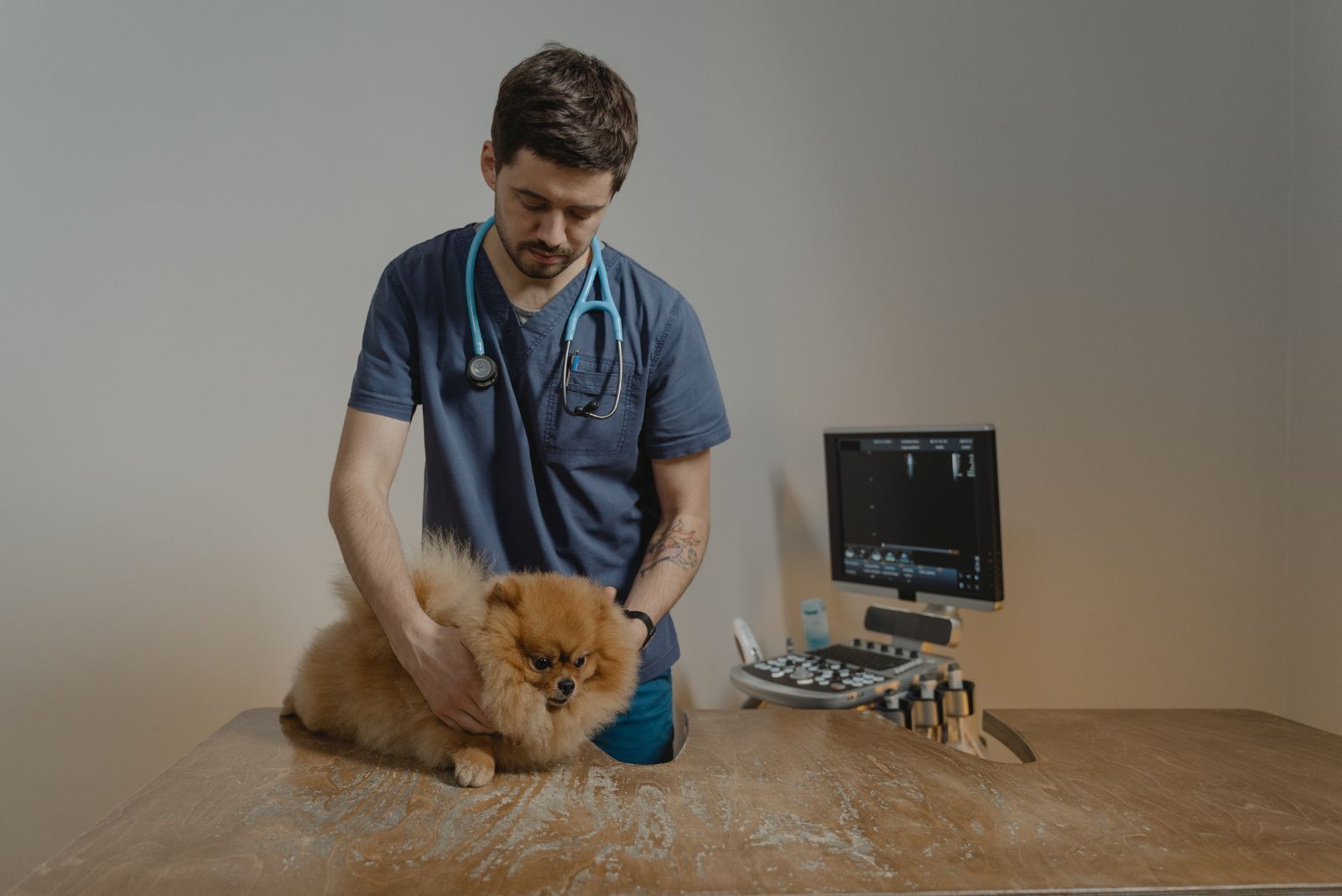 vet holding a cute pomeranian