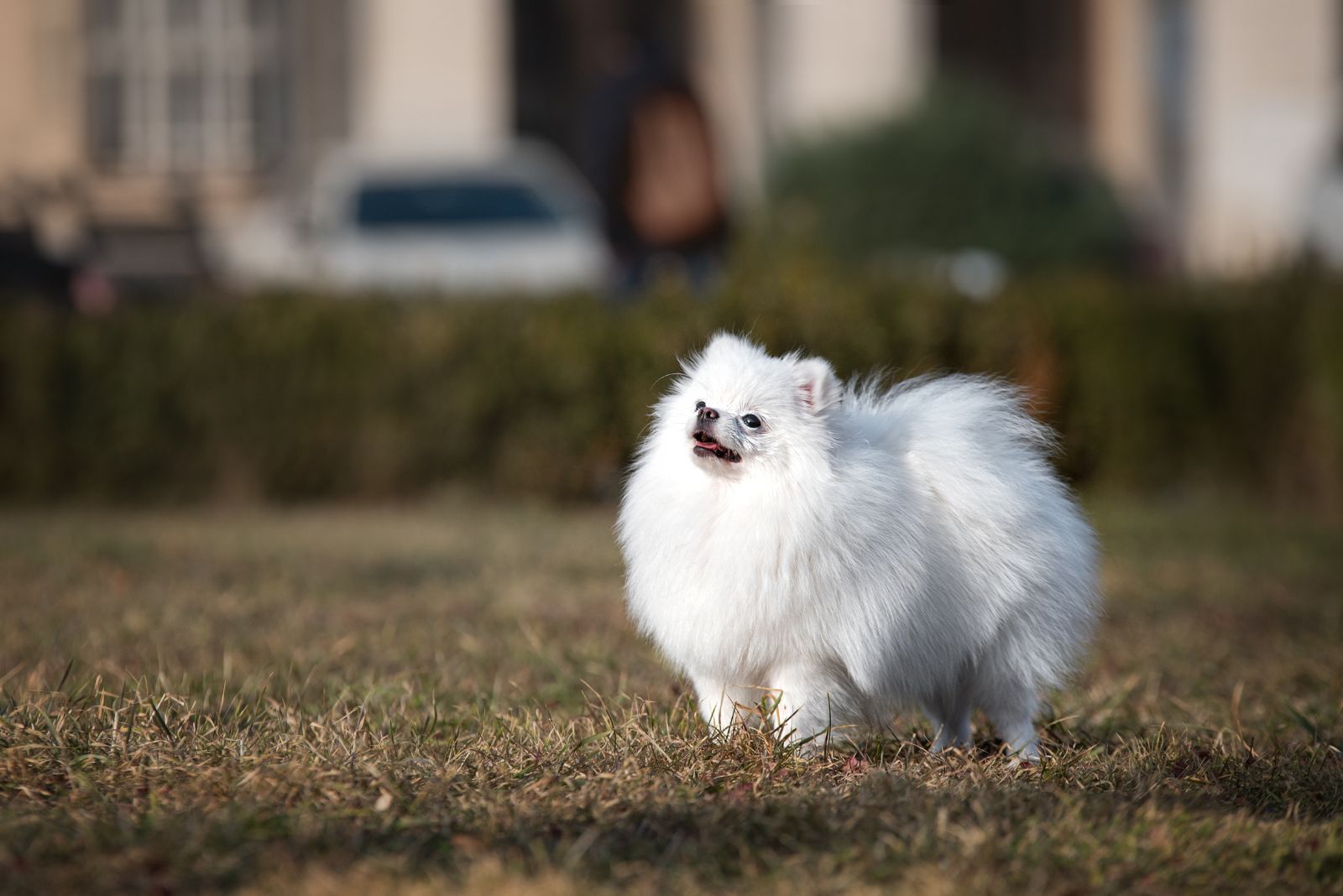 white pomeranian puppy