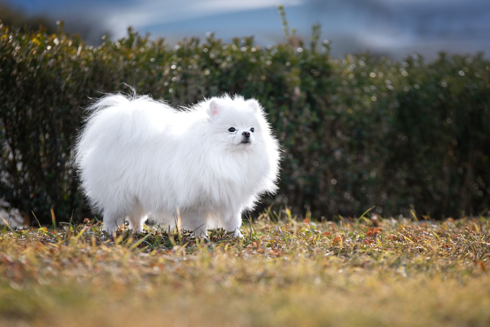 white pomeranian dog outside