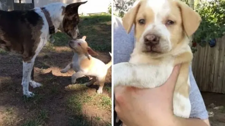 A Blind Puppy And His Mom Miraculously Saved From An Eternal Sleep