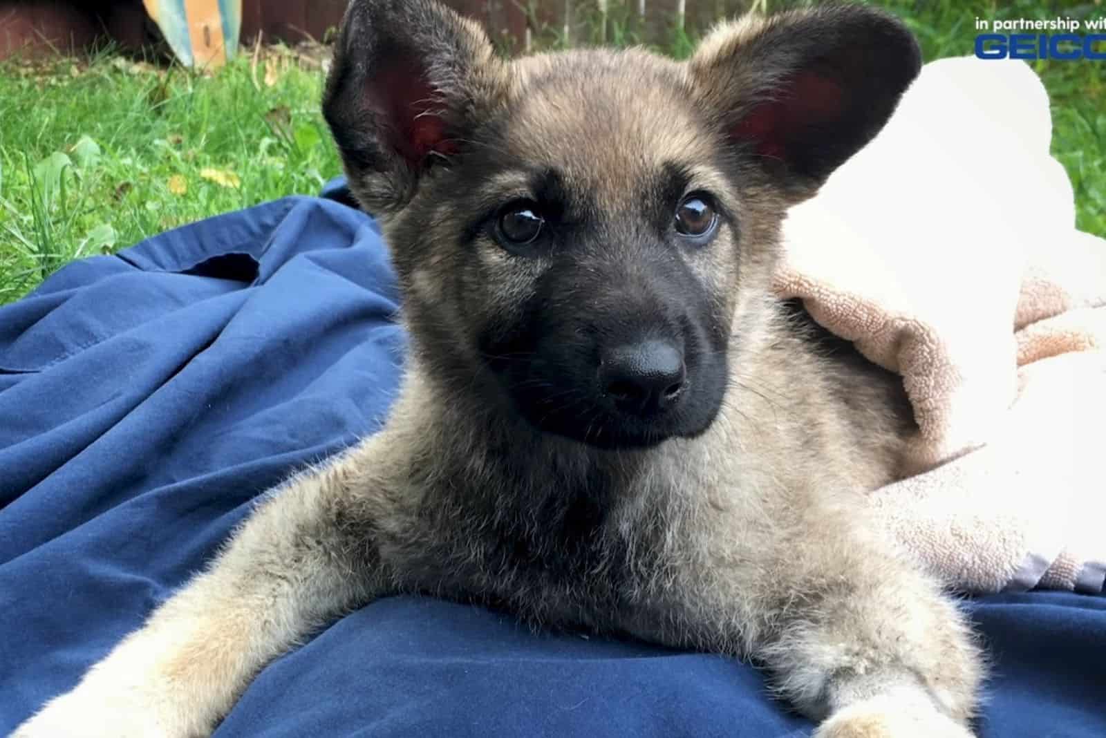 From Being Paralyzed To Running In The Field, This Puppy Beats Swimmer’s Syndrome