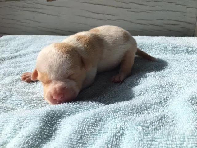 a puppy dog lies on a blanket
