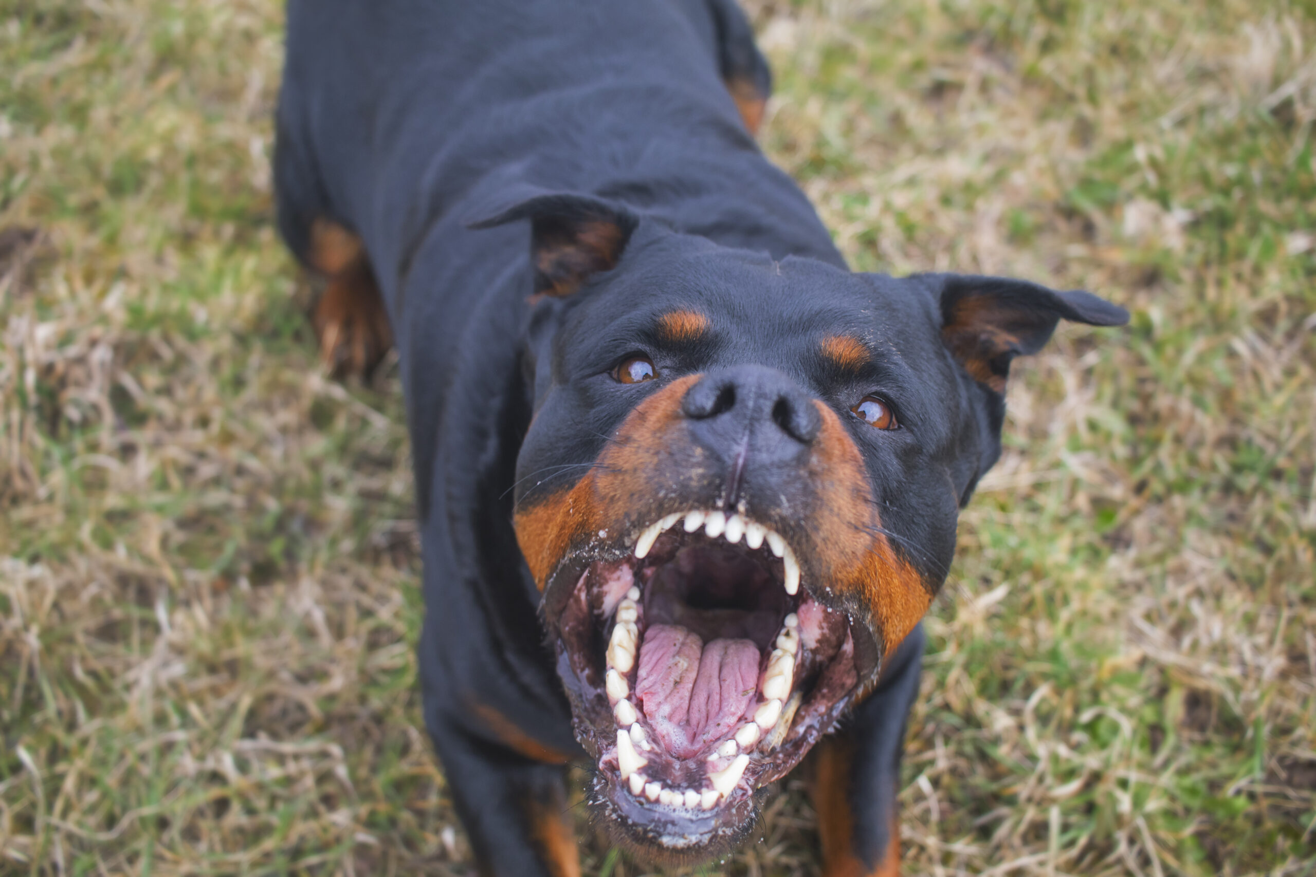 aggressive rottweiler growling